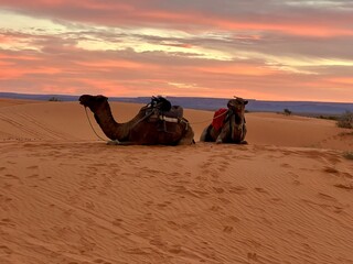 camel in the desert