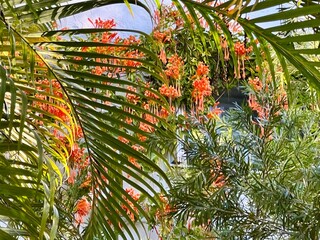 palm leaf