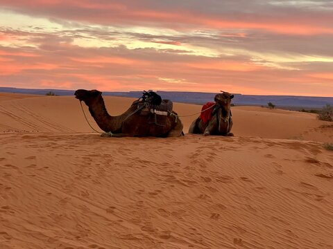 camel in the desert