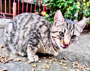 cat eats on the street