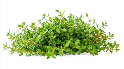 Fototapeta premium Fresh Thyme Sprigs - A Culinary Delight