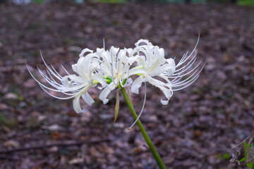 【リコリス】秋に咲く白い彼岸花
