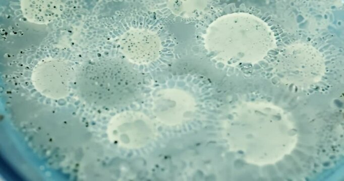 Bacteria Growth in a Petri Dish Time-Lapse Animation