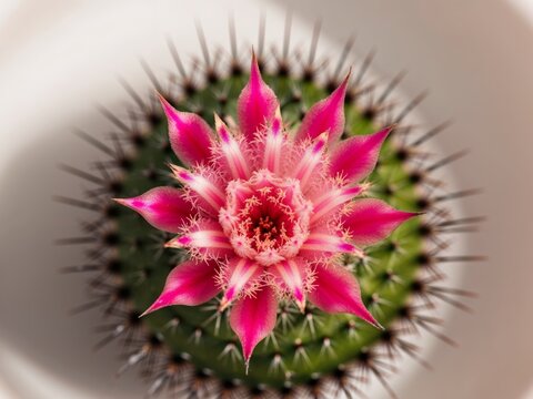 Small pink prickly pear cactus flower close up.