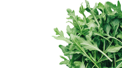 Obraz premium Fresh Green Rocket Arugula Salad Leaves Healthy Food