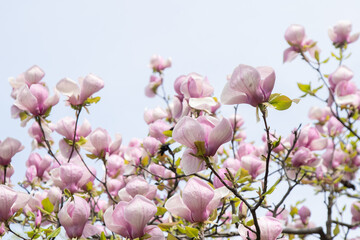 Pink magnolia flowers. Flower bud on a tree branch in the garden. Spring blooming nature