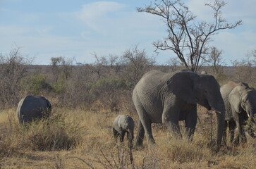Fototapeta premium Elephant Family in the African Savanna
