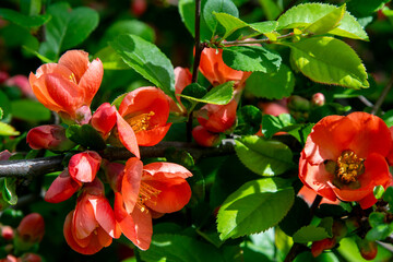 Red spring flower. Japanese quince Chaenomeles. Bud on a bush branch leaves in the garden. Nature plant blooming