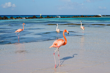 Flamingos walking on beach of Renaissance Island Aruba © weiguo1