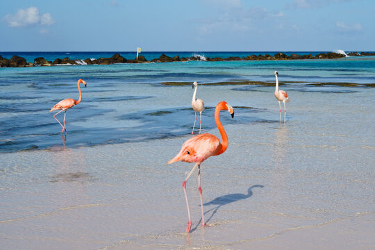 Flamingos walking on beach of Renaissance Island Aruba