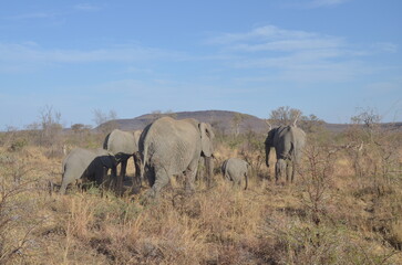 Fototapeta premium Elephant Family in the African Savanna