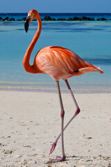 Flamingo walking on beach of Renaissance Island Aruba