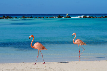 Flamingos walking on beach of Renaissance Island Aruba © weiguo1