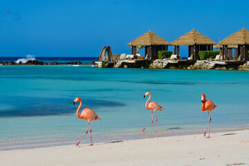 Beautiful beach of Renaissance Island and cheerful flamingos Aruba © weiguo1