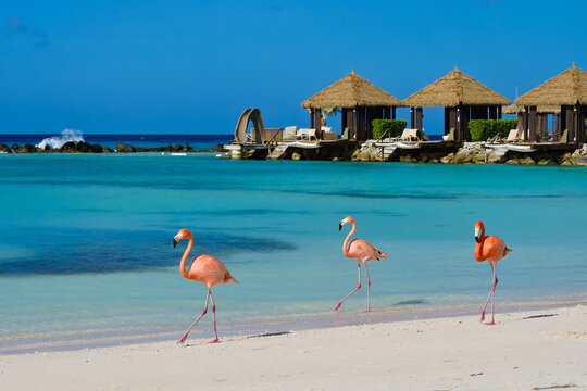 Beautiful beach of Renaissance Island and cheerful flamingos Aruba