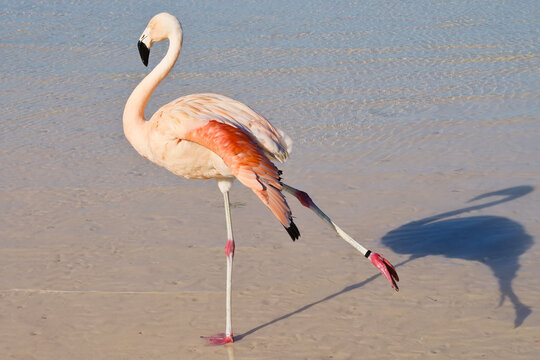 Elegant  flamingo stretching its leg on beach Aruba