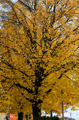 Close-up of a large yellow leaved maple tree in a park with a light blue sky in the background