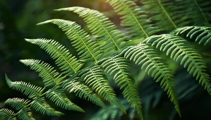 Fototapeta premium close up of fern leaves