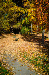 An empty leaf covered walking path leading up to a park bench under a sunlit canopy of fall trees
