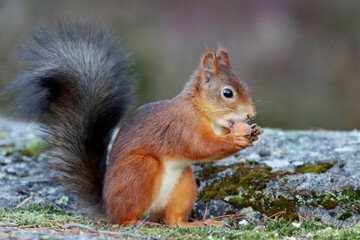 Red squirrel