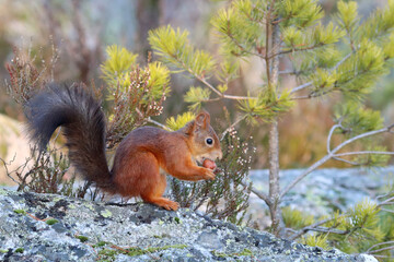 Red squirrel