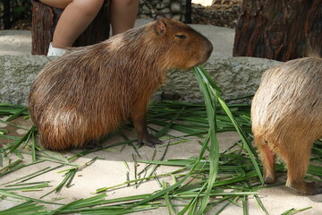 Tourists give green grass to capybaras. Capybara lying down and eating grass. Hydrochoerus hydrochaeris is rodent mammal that looks like pig or large guinea pig. Red-brown hair, no tail, webbedfeet
