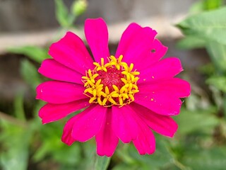 Obraz premium The benefits of chrysanthemum are: Relieving sore throats, Maintaining healthy skin, Treating osteoporosis,