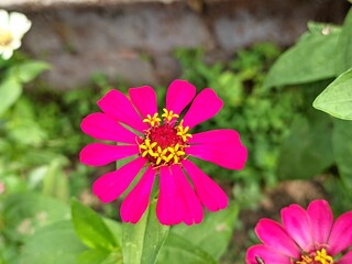 Obraz premium The benefits of chrysanthemum are: Relieving sore throats, Maintaining healthy skin, Treating osteoporosis,