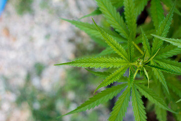 Cannabis is a substance intended to be used as a psychotropic drug and as a medicine for treatment, Marijuana in pharmacology also contains substances that are psychotropic and reduce depression.