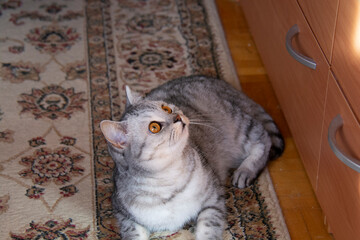 Beautiful grey british cat with amber eyes lying on carpet and looking up
