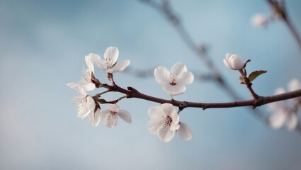 Blooming plum branch with delicate white flowers on blue background symbolizing renewal and the beauty of nature's revival.