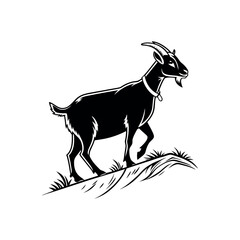 black and white goat