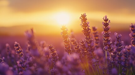 Naklejka premium Lavender Flowers Illuminated by Golden Sunset Light