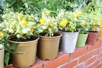Potted yellow cherry tomato plants grown on terrace