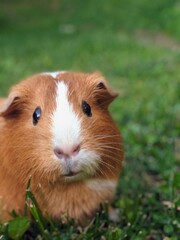 Guinea Pig in grass