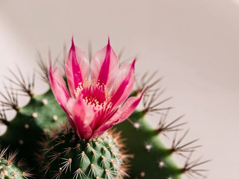 Small pink prickly pear cactus flower close up.
