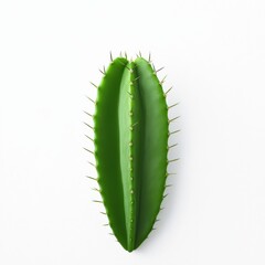 Naklejka premium A green cactus with many spines