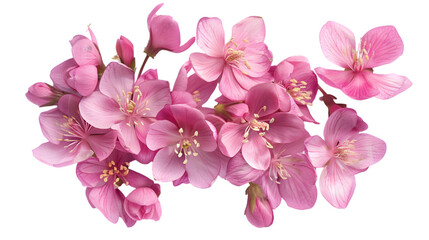flowers top view png