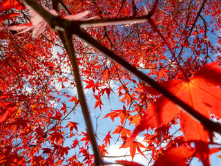 真っ赤な紅葉
