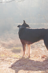 A street black dog walks in the park