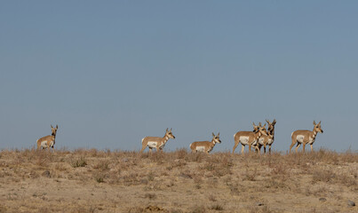 Pronghorn Antelope in the Utah Desert in Autumn