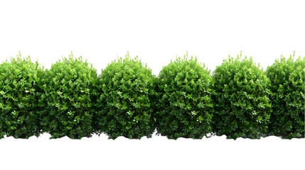 Obraz premium green bushes png