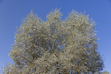Naklejka premium the willow tree in the summer in sunny weather