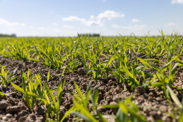 green wheat sprouts in a farmer's field