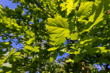 oak leaves in spring with blue sky