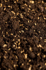 seeds of one carrot variety sown in fertile soil