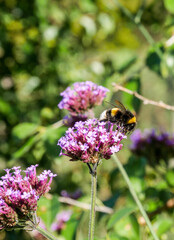 Floral background. Summer.