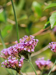 Honeybee sitting on a purple Verbena flower in the garden. Close-up insect photography. Small insects. Pollination. Pollinators. Bright summer background.