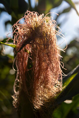 beautiful corn flowers in the summer in sunny weather