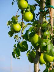 Pear orchard. Ripe fruits hanging on the trees. Nice and sunny weather. Sustainable and organig. Green.